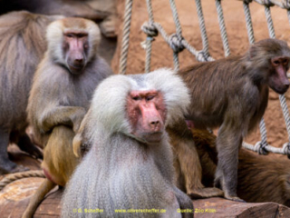 Zoo Koeln