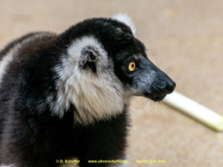 Zoo Koeln