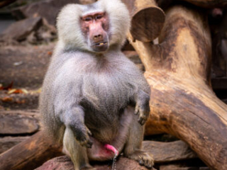 Zoo Koeln