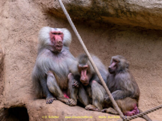 Zoo Koeln