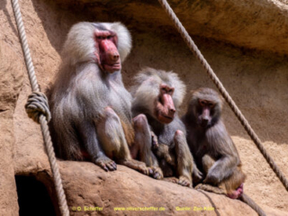 Zoo Koeln