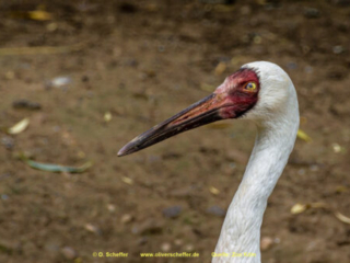Zoo Koeln