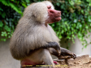 Zoo Koeln