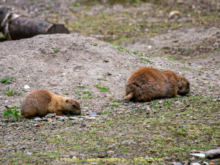 Zoo Koeln
