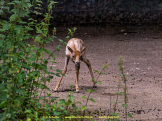 Zoo Koeln