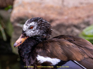 Zoo Koeln