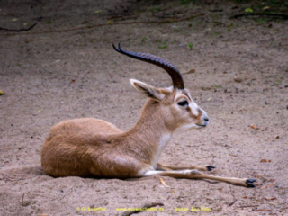 Zoo Koeln