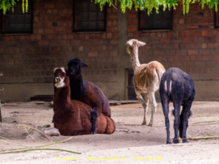 Zoo Koeln