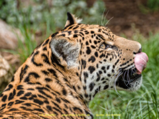 Zoo_Krefeld-01