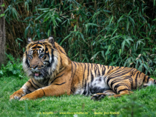 Zoo_Krefeld-02