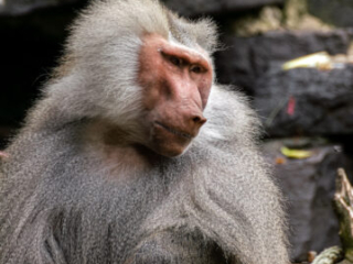 Zoo_Krefeld-04