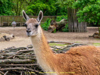 Zoo_Krefeld-06