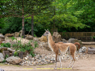 Zoo_Krefeld-07