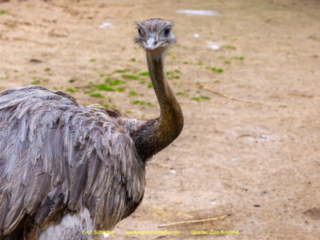 Zoo_Krefeld-08