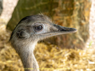 Zoo_Krefeld-09