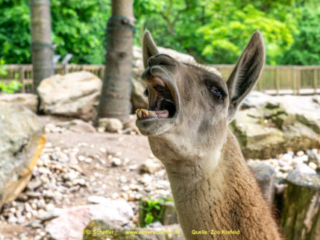Zoo_Krefeld-10