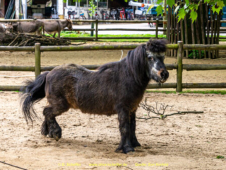 Zoo_Krefeld-11
