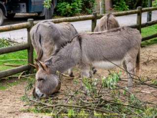 Zoo_Krefeld-12