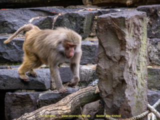 Zoo_Krefeld-13