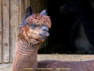 Zoo_Krefeld-14