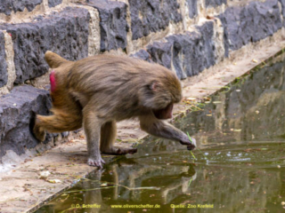 Zoo_Krefeld-15
