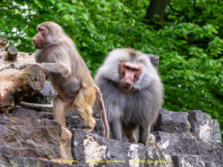 Zoo_Krefeld-16