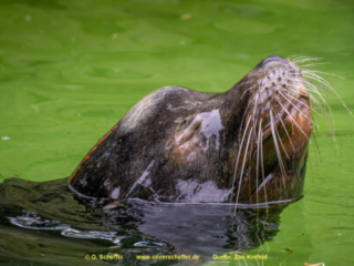 Zoo_Krefeld-17