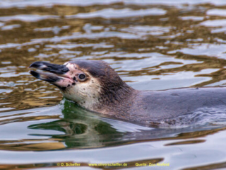 Zoo_Krefeld-18