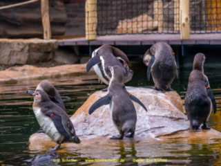 Zoo_Krefeld-19