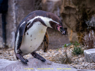 Zoo_Krefeld-20
