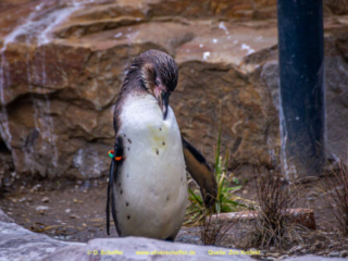 Zoo_Krefeld-21