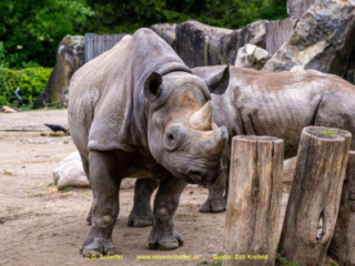 Zoo_Krefeld-23