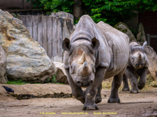 Zoo_Krefeld-25