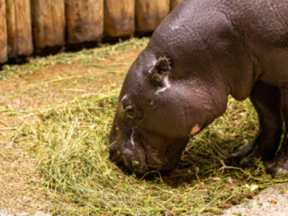 Zoo_Krefeld-26