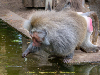 Zoo_Krefeld-28
