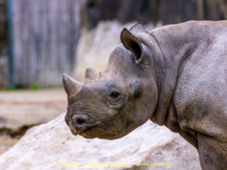 Zoo_Krefeld-29