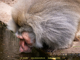 Zoo_Krefeld-30