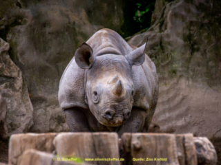 Zoo_Krefeld-31
