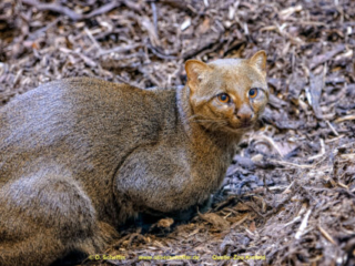 Zoo_Krefeld-32