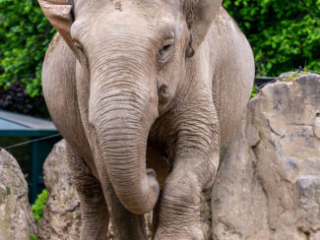 Zoo_Krefeld-33
