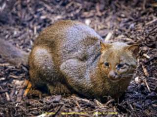 Zoo_Krefeld-34