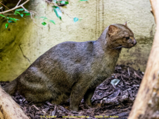Zoo_Krefeld-35