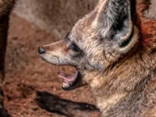 Zoo_Krefeld-36