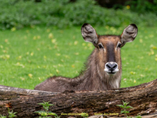 Zoo_Krefeld-37