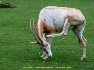 Zoo_Krefeld-38