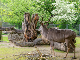 Zoo_Krefeld-39