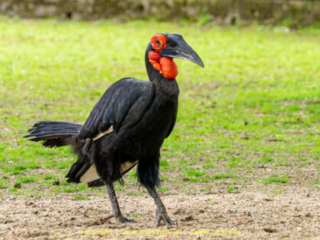Zoo_Krefeld-41