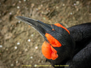 Zoo_Krefeld-42