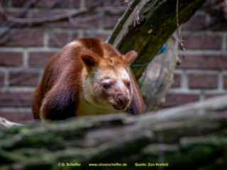 Zoo_Krefeld-43