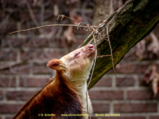 Zoo_Krefeld-44